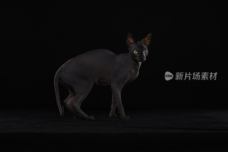 Sphynx猫