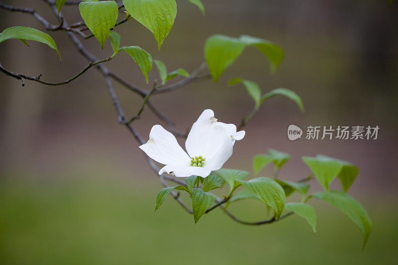 山茱萸花