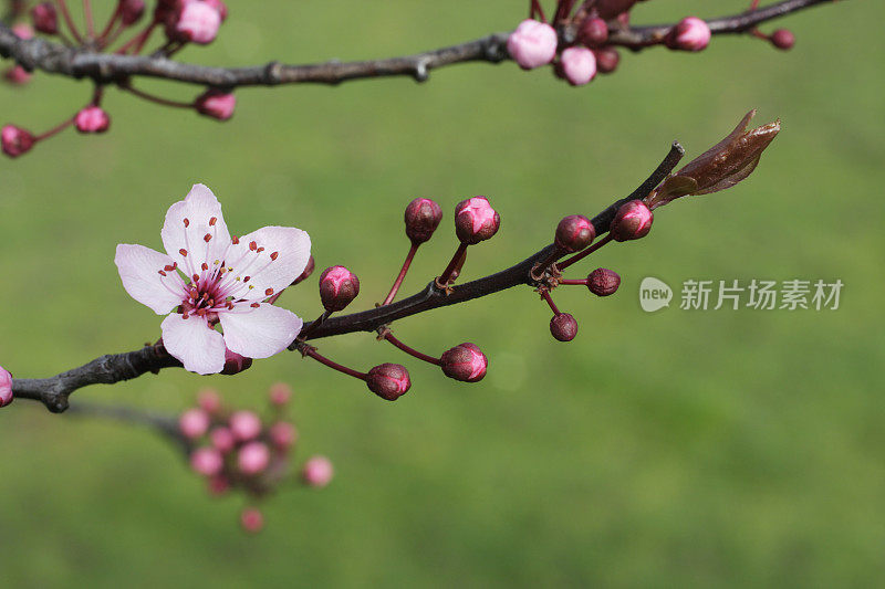 桃红梅花淡绿背景散焦