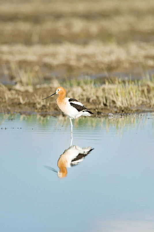 美国Avocet