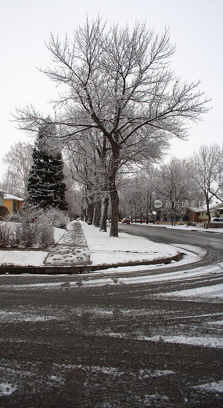 冬天的场景树，人行道和道路上的脚印在雪