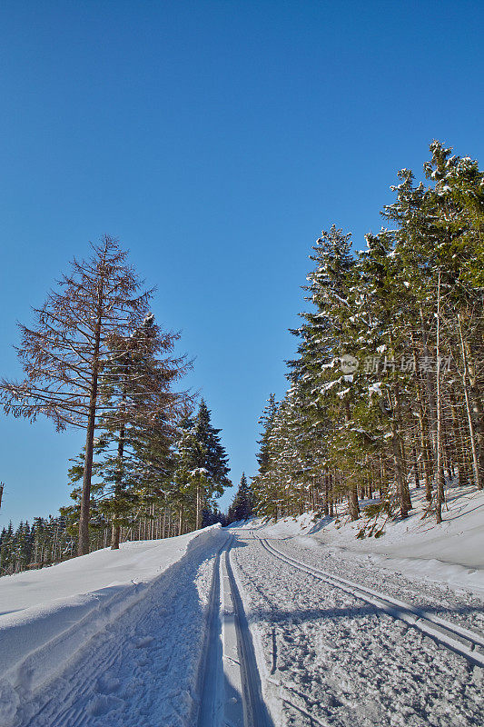 冷杉林与越野滑雪跑