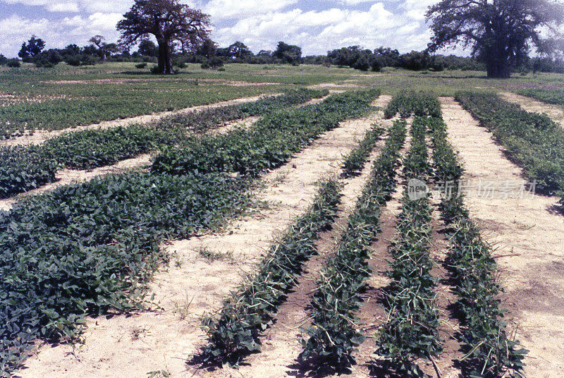 西非布基纳法索北部豇豆的农业大田试验