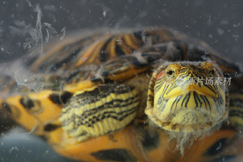 乌龟在水族馆