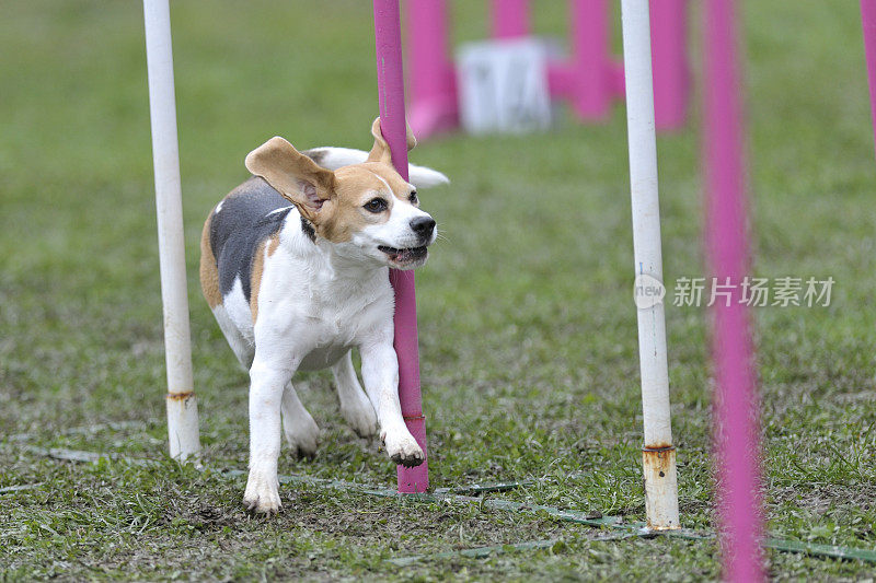 小猎犬号