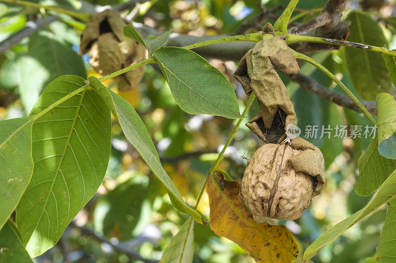 树上成熟核桃的特写