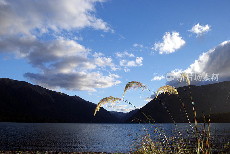 阳光照耀下的脚趾草，Rotoiti湖，新西兰