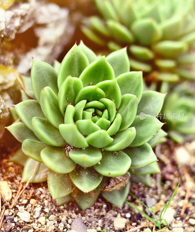 肉质植物