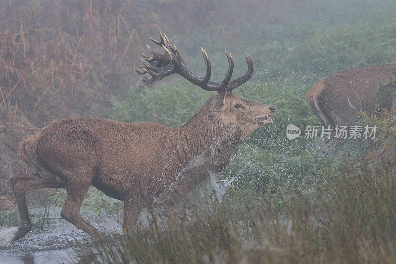 发情的马鹿溅水