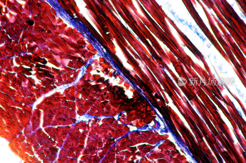 横纹肌显微图像