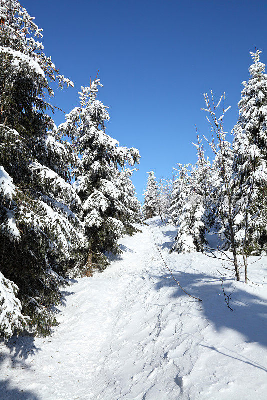 阳光winterday