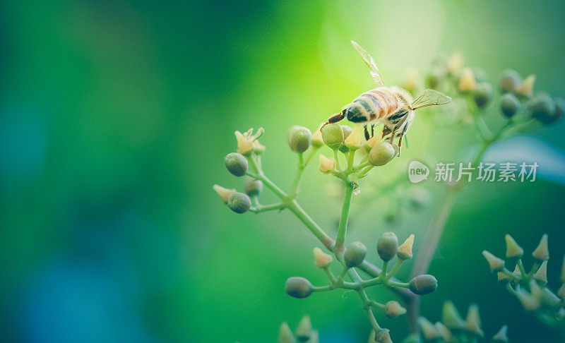 正在采蜜的蜜蜂