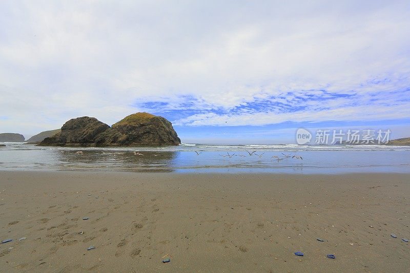 Cannon海滩上的海鸥