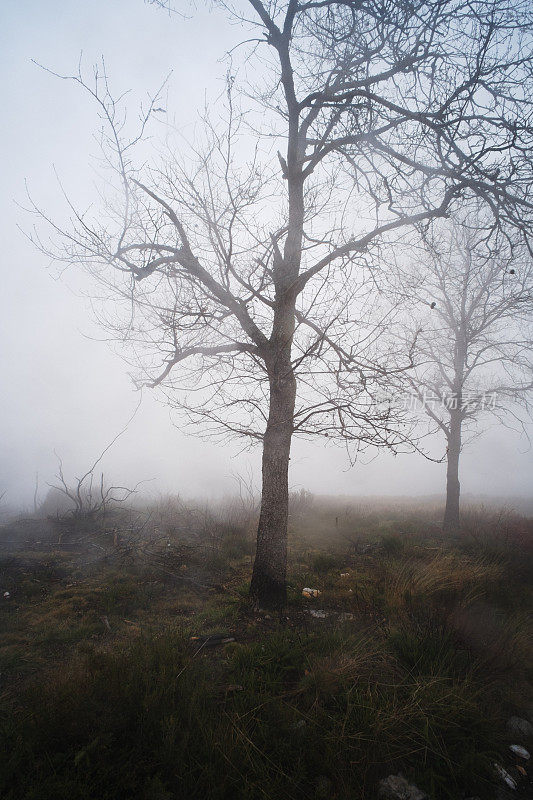 树下的雾