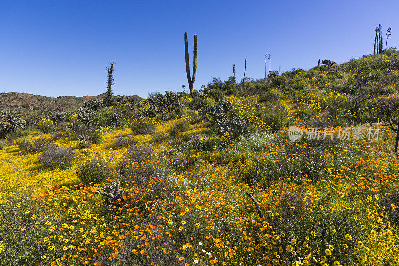 令人难以置信的春天野花展示在下加利福尼亚州Cardón仙人掌在地平线上