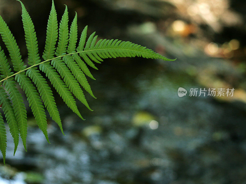 蕨类植物的叶子