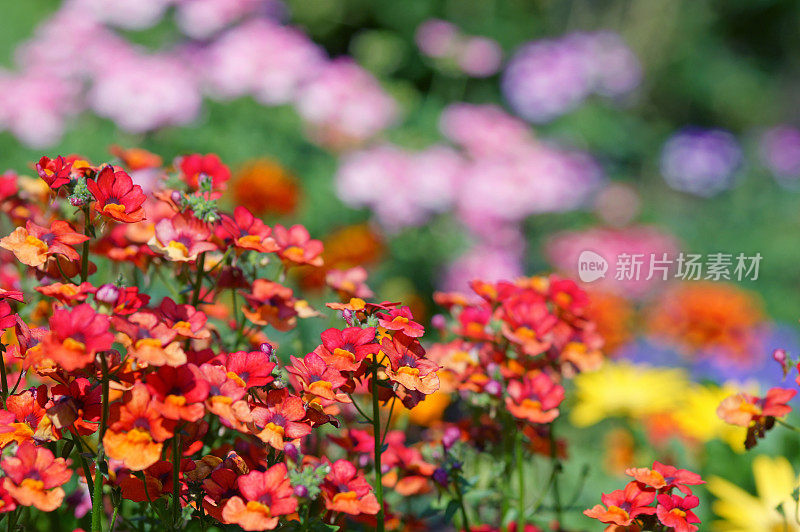 粉红色开花植物特写镜头