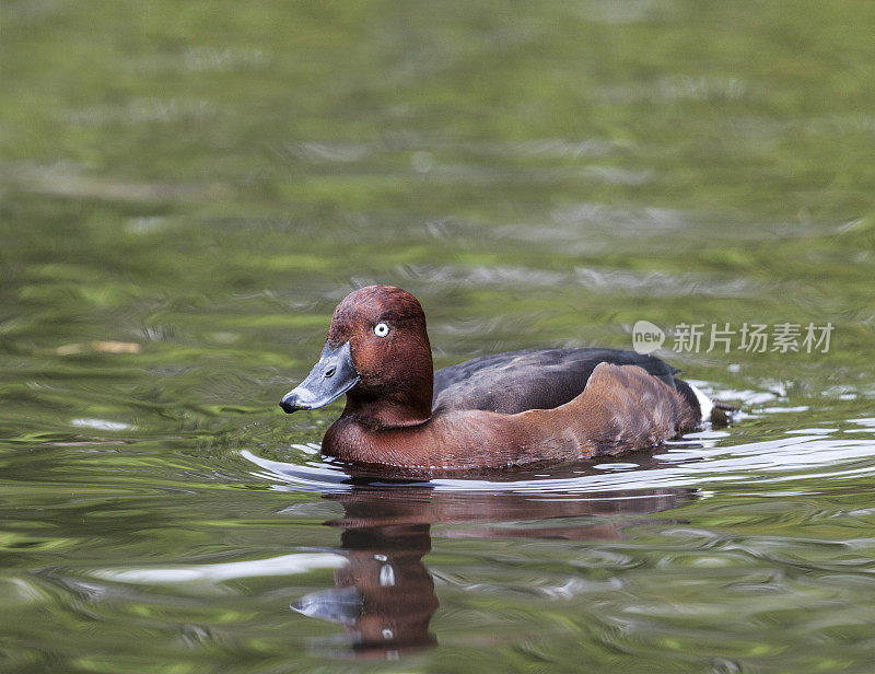 在湖面上游泳的铁色雄鸭(nyroca)