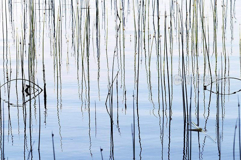 草在湖水中倒映