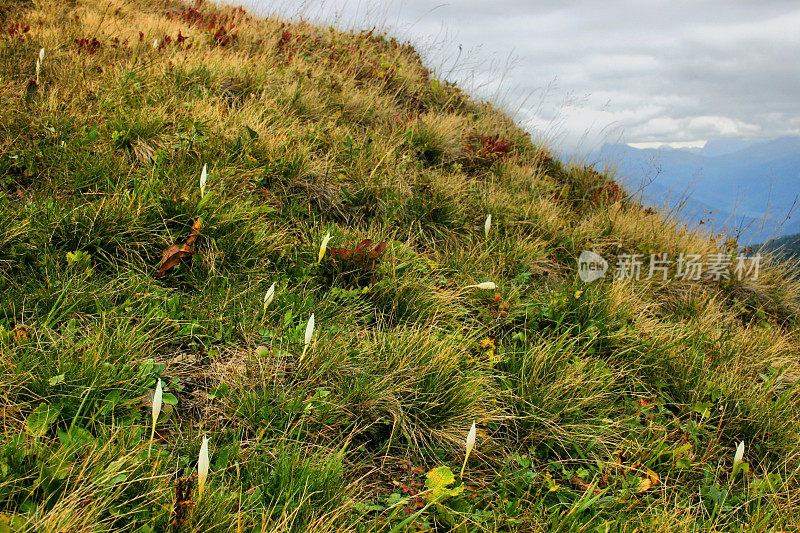 在阿布哈兹的山上有花的风景