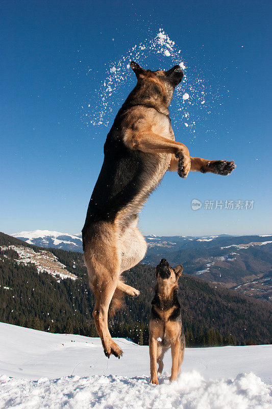 德国牧羊犬在雪中跳跃