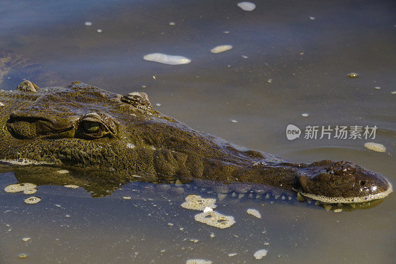 鳄鱼头在塔科尔斯河的水，哥斯达黎加