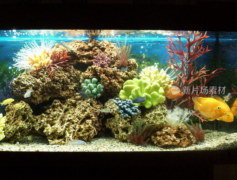 海洋效果热带水族馆与鹦鹉慈鲷鱼