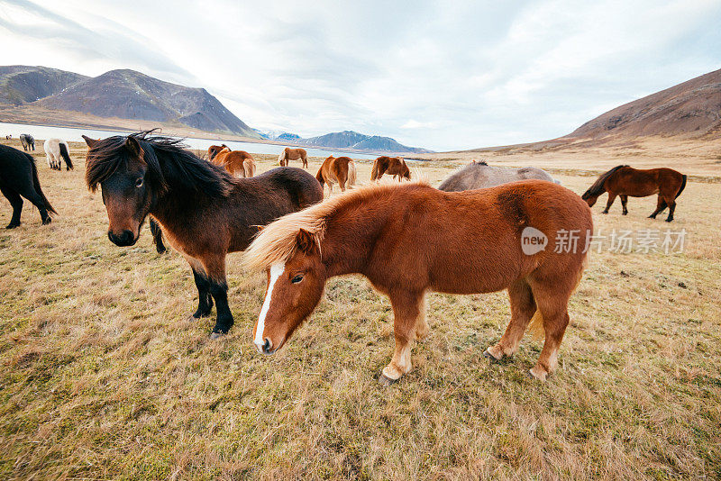 冰岛美丽的自然风光中的冰岛马