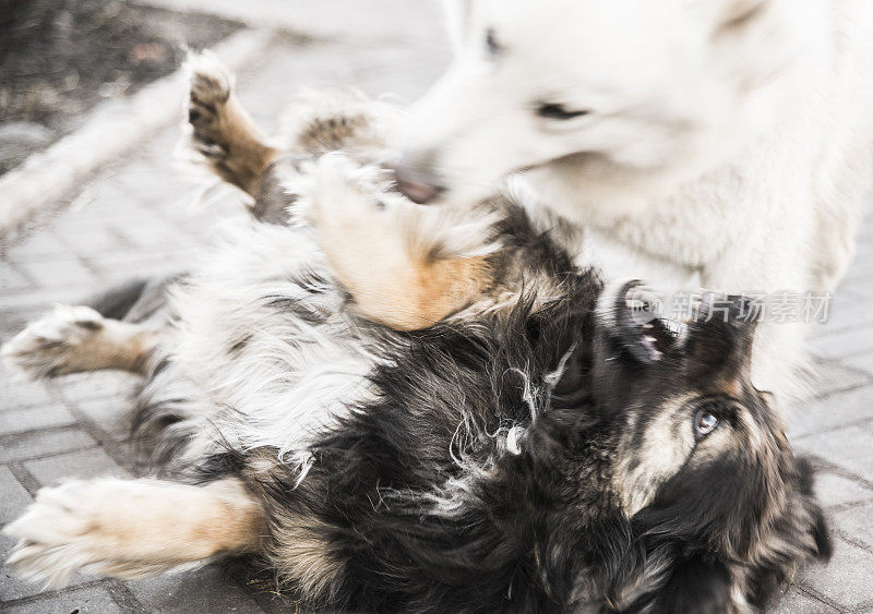 两只狗，纯种牧羊犬和混合品种的一只，在白俄罗斯的乡村农场玩耍和打架