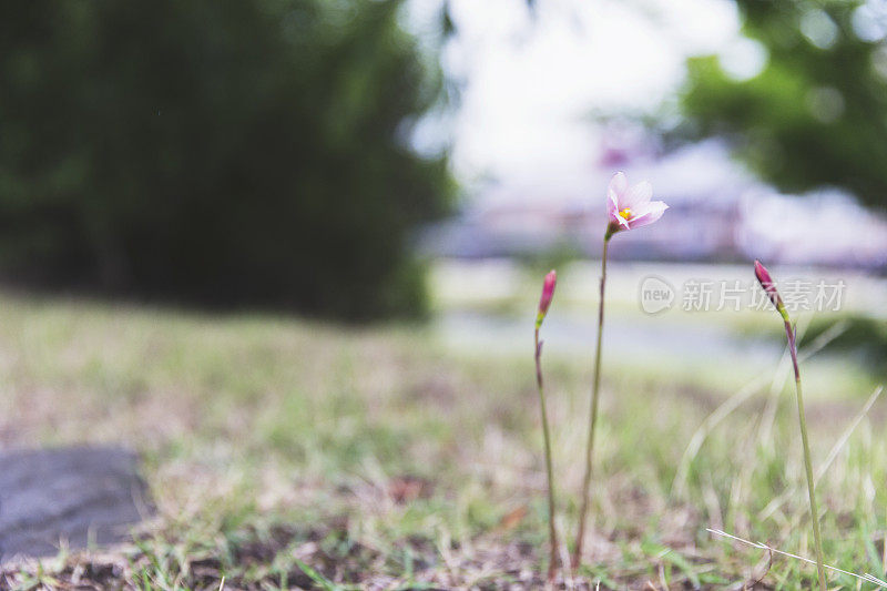 开放的地方垂死的花