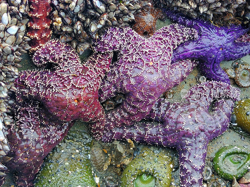 紫海星海星，海葵，太平洋西北，奥林匹克公园，华盛顿