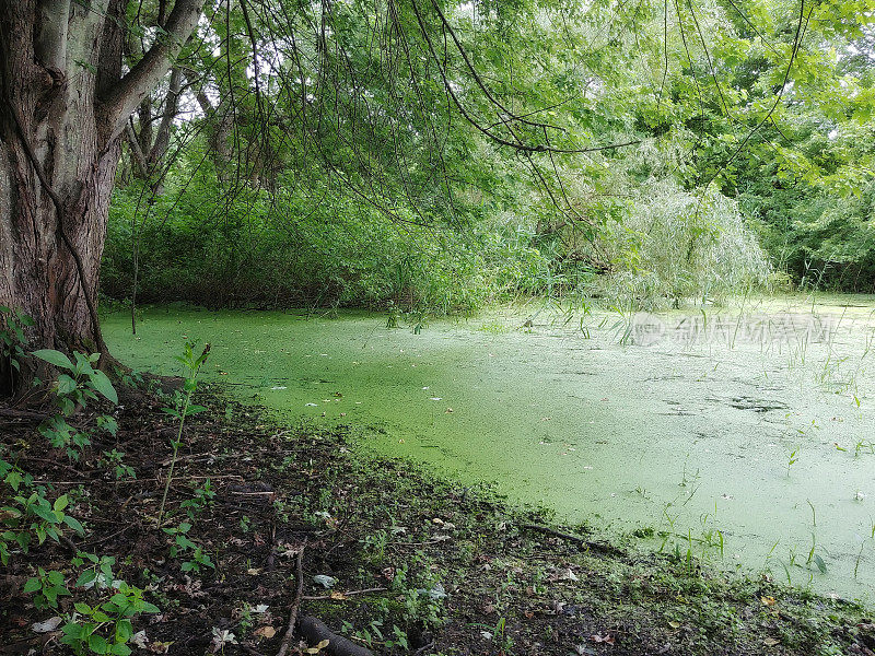 纽约自然保护区沼泽藻类覆盖的静止池塘水