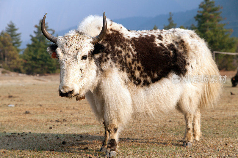 草地上的白棕牦牛