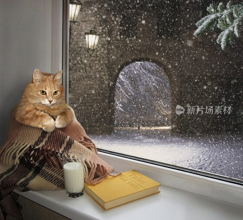 冬天窗台上的猫