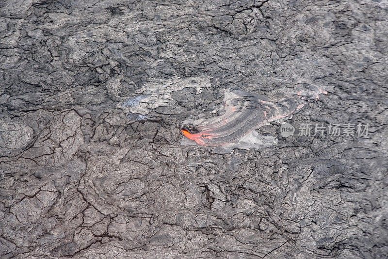 火山热点生物