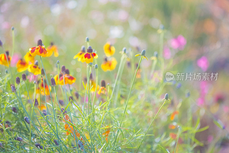 黑眼苏珊花在阳光和柔和的散景背景