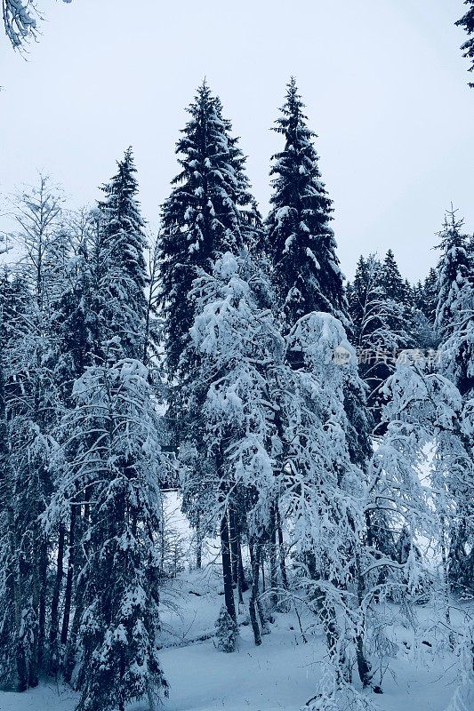 在欧洲阿尔卑斯山脉，冰雪覆盖的冬季景观和森林