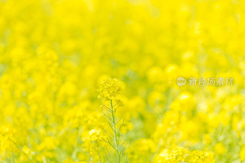 油菜花在春天