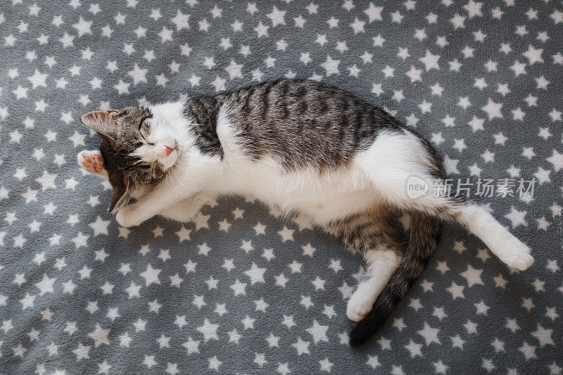 可爱的小条纹小猫睡在老虎毛毯子上