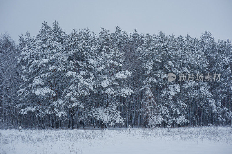 奇妙的冬日森林里白雪覆盖的大树户外拍摄