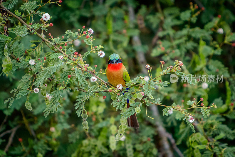 一只红喉食蜂鸟坐在树枝上