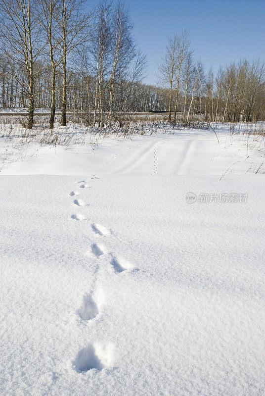 动物在雪地上留下脚印