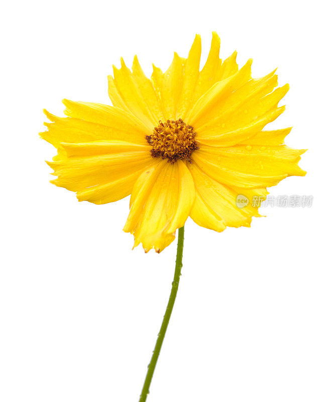 金鸡菊的黄色花