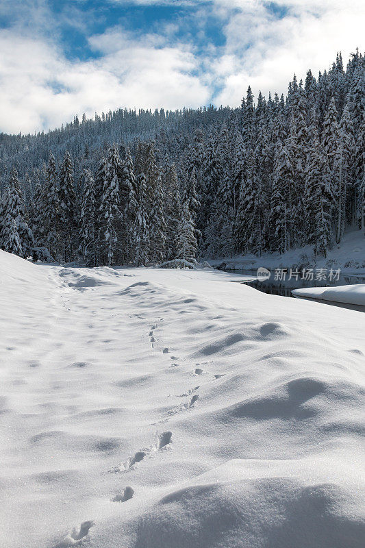 雪中动物的足迹