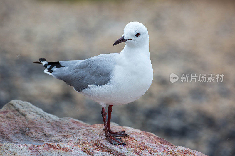 南非:哈特劳布海鸥