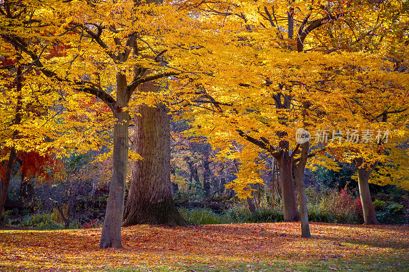 秋天的景象在茂密的公园
