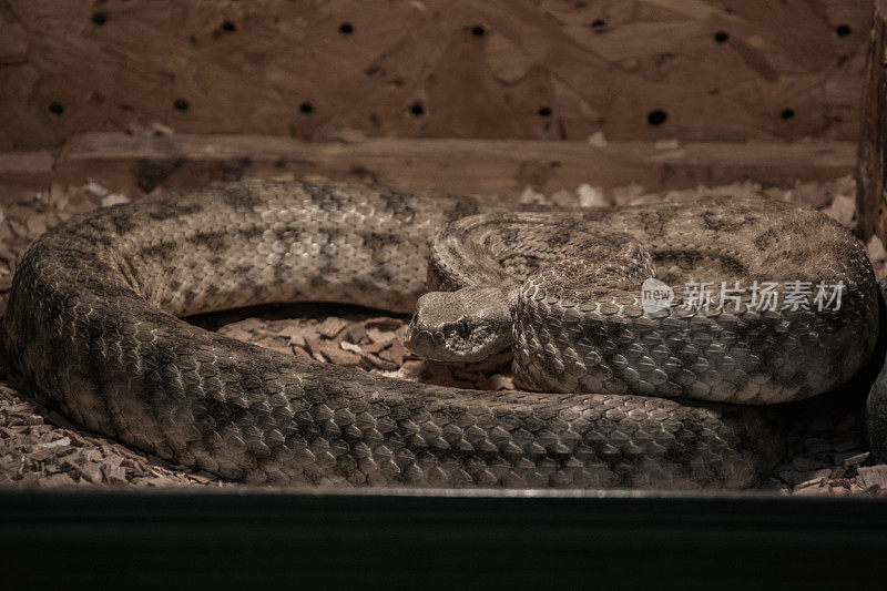 水族箱里危险的毒蛇——地毯毒蛇