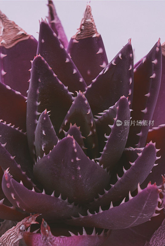 特写的紫色仙人掌肉质植物