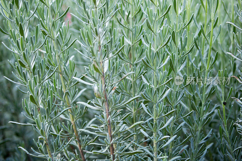 津巴布韦:植物