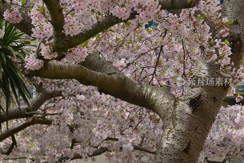 樱花树，泽西岛，英国